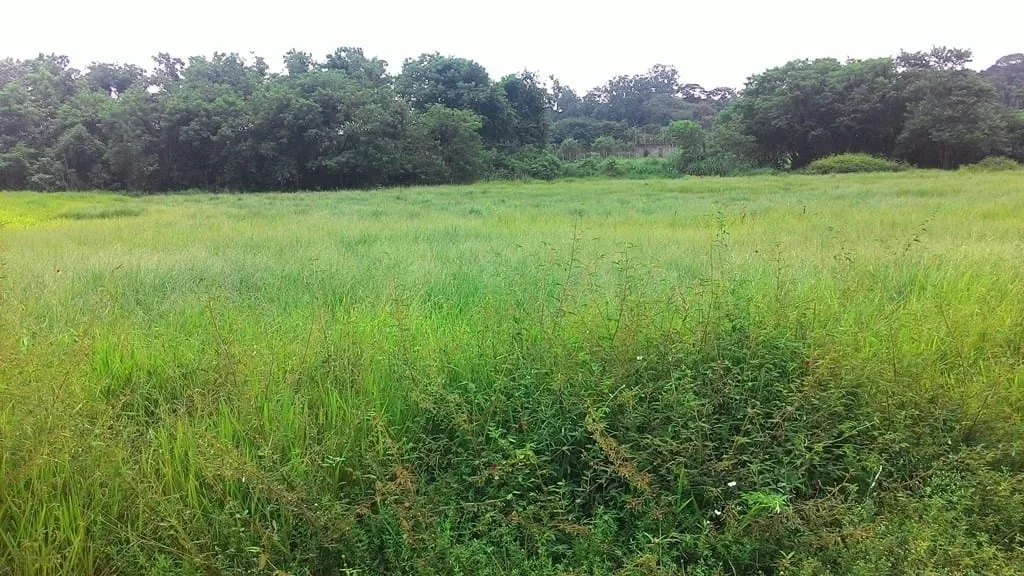 Imagem Terreno à venda 296M², Parque São Domingos, Pindamonhangaba - SP