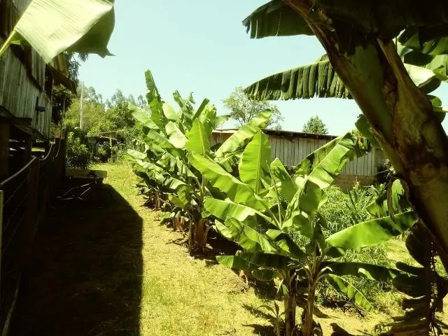 Imagem Chácara para Venda em Taquara / RS no bairro Fazenda Fialho