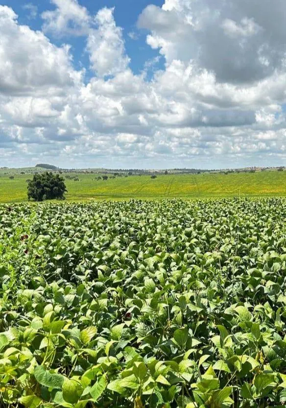 Imagem Vendo uma ótima fazenda em Dores do Indaiá/MG 205 hectares de terra