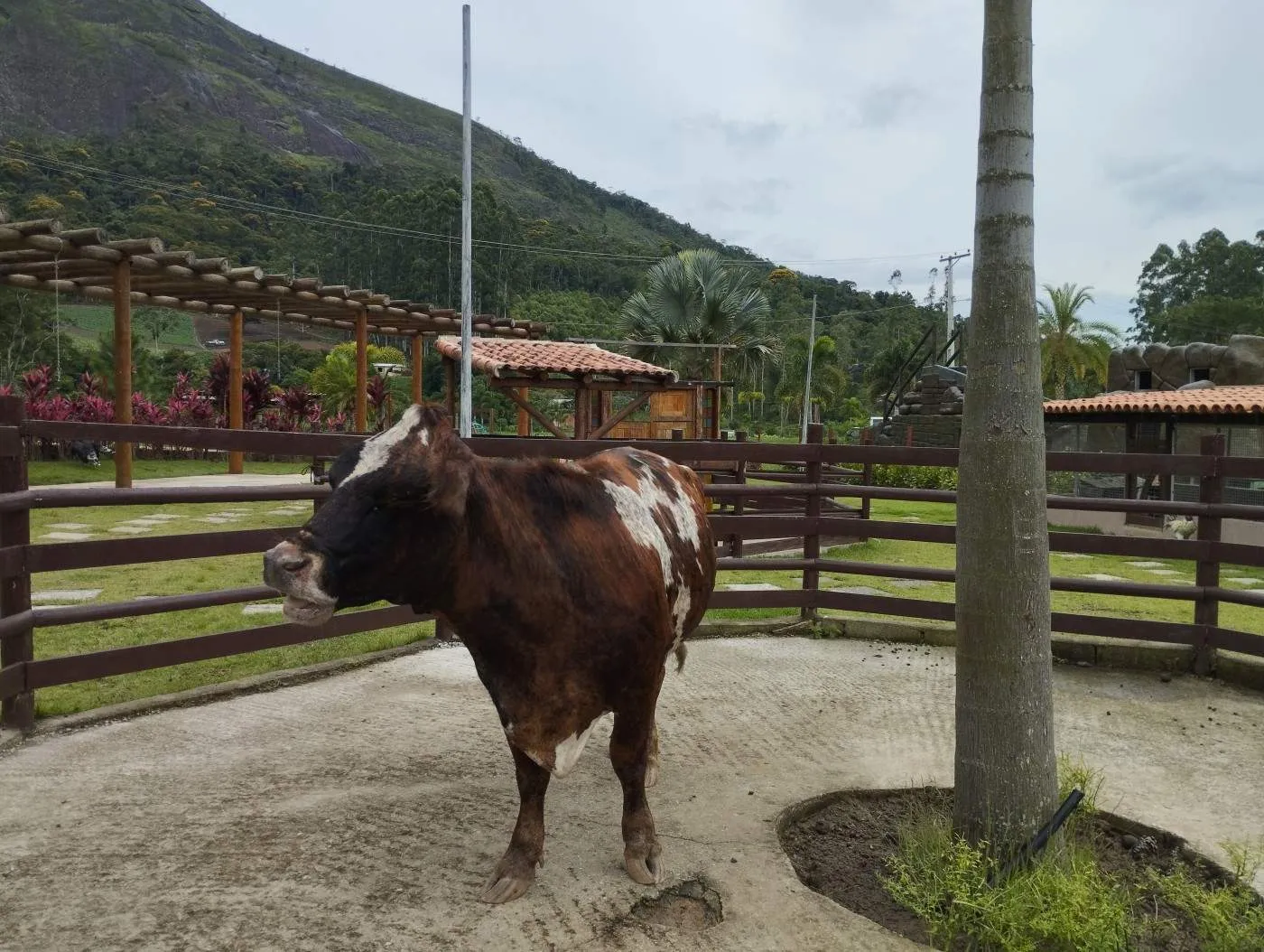 Imagem Terreno em Condomínio para Venda em Teresópolis / RJ no bairro Fazenda Alpina