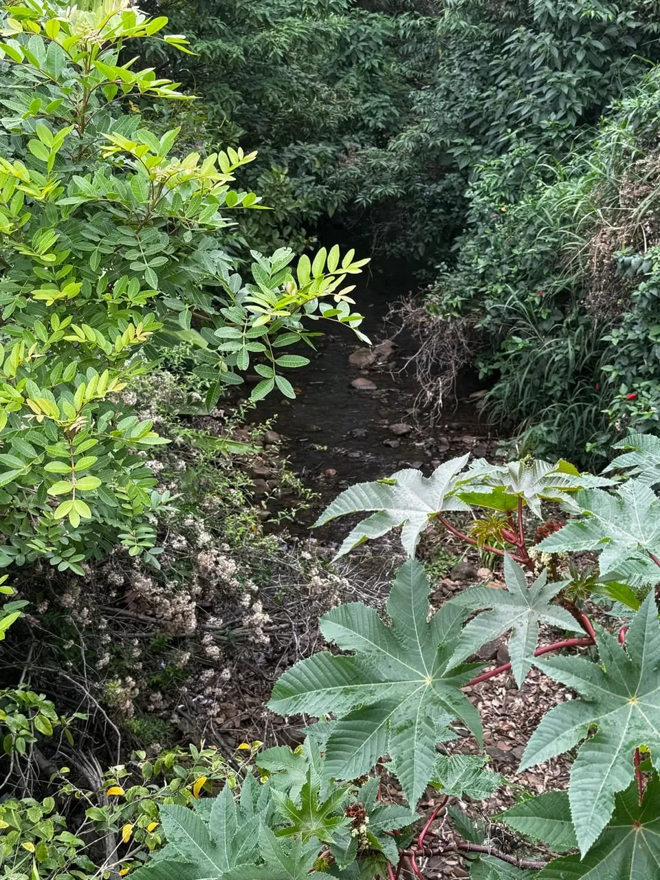 Imagem **Oportunidade Única! ÁREA MISTA à Venda em Osório na BR101, Rio Grande do Sul!**