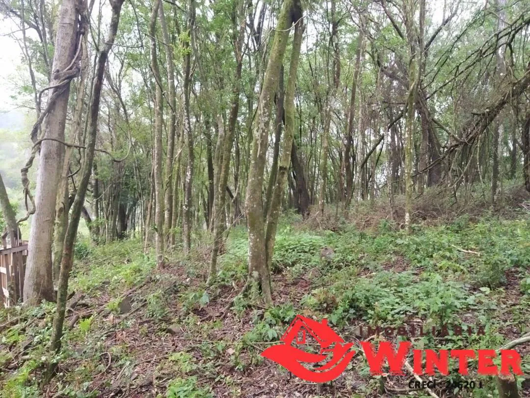 Imagem Terreno no Morro Tico Tico, Bom Princípio.