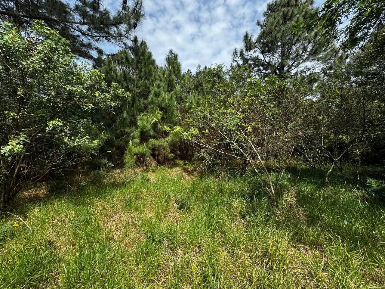 Imagem Terreno de 1 Hectare à Venda em Osório - Estrada do Mar de frente, RS com laudo Ambiental.