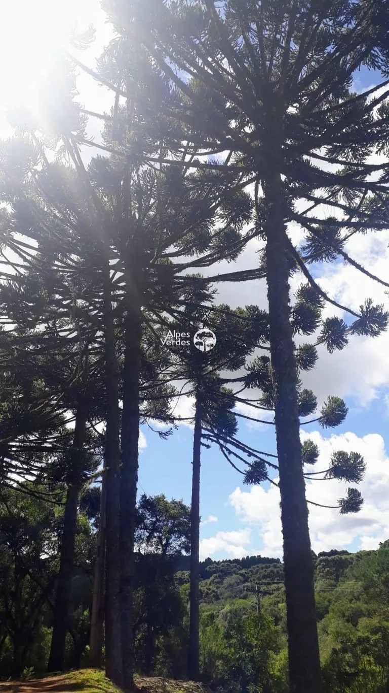Imagem Casa à Venda em Eletra, São Francisco de Paula - RS