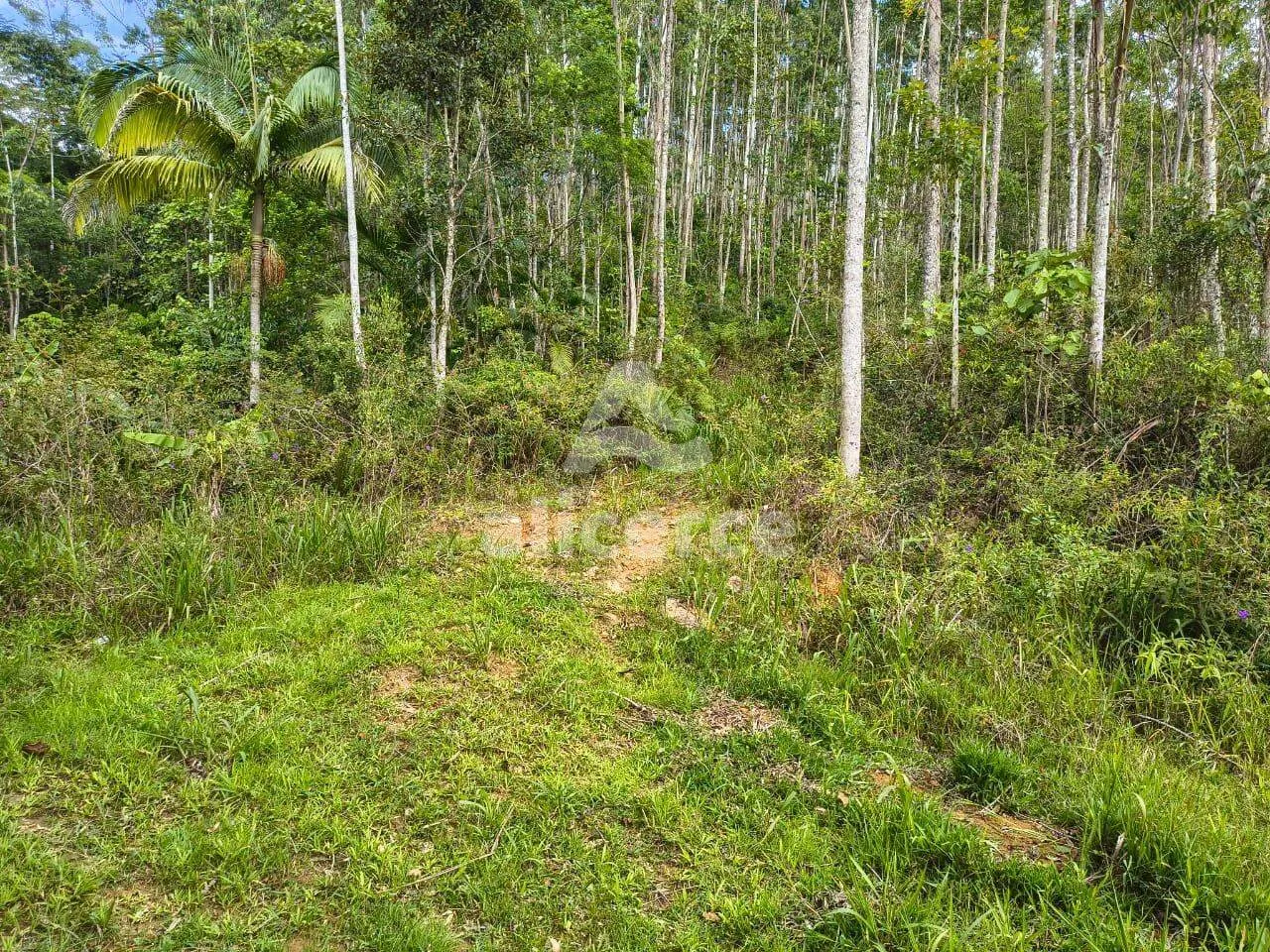 Imagem Sítio à venda com , 260.084m² em Área Rural de Biguaçu Biguaçu