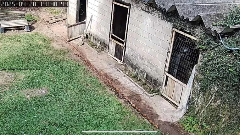 Imagem Chácara para Venda em São Pedro, --------------, 1 dormitório, 1 banheiro, 10 vagas
