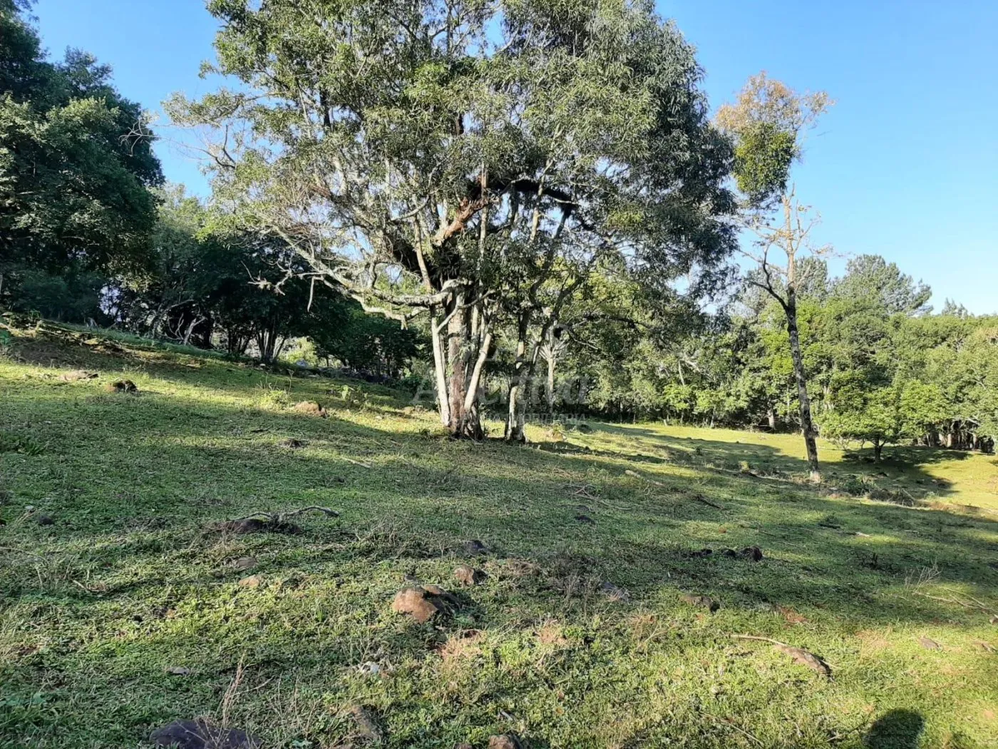 Imagem Área de 10 hectares para venda em São Francisco de Paula