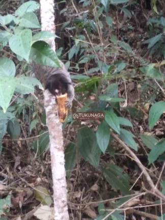 Imagem Condomínio Fechado -Terreno à venda, 1350 m² por R$ 250.000 - Serra da Cantareira - Mairiporã/SP