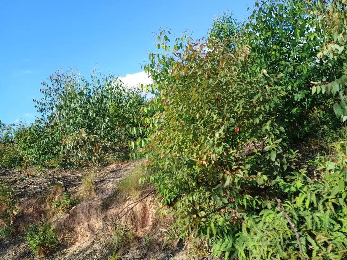 Imagem Excelente Terreno à Venda em Oliveira/MG: 34 Hectares com Boa Disponibilidade de Água