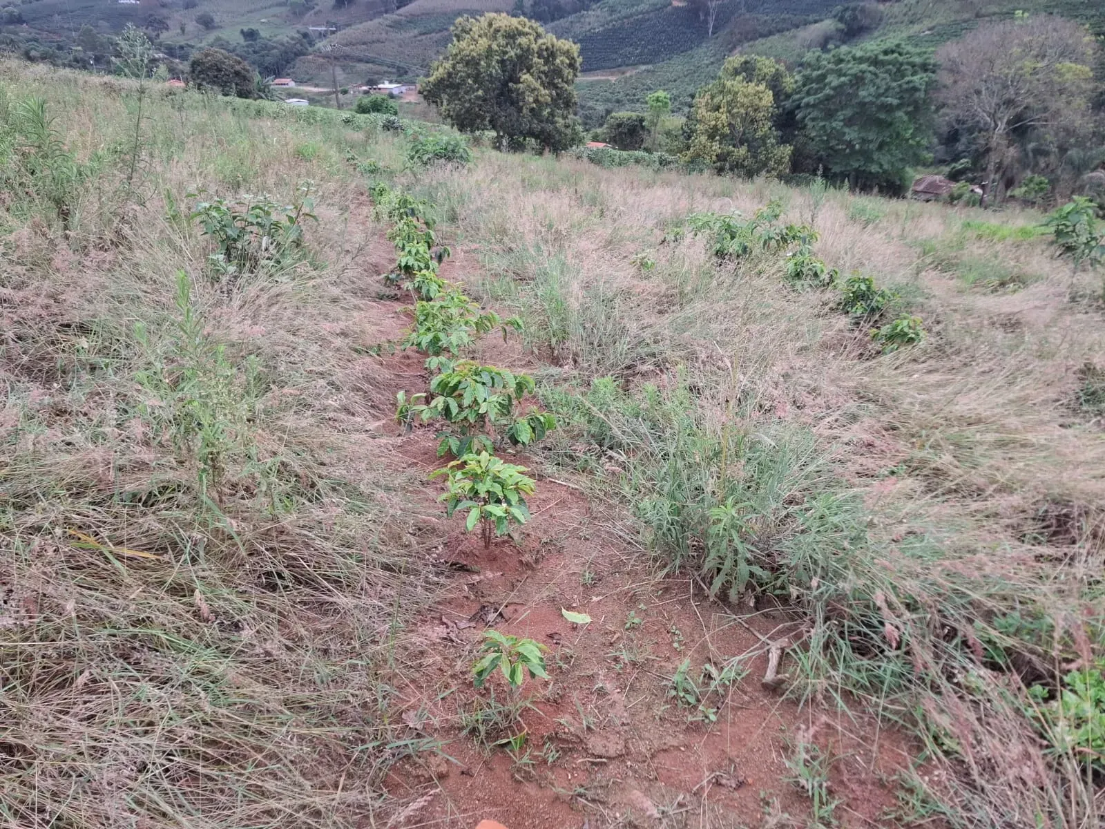 Imagem Sítio à Venda, 2 alqueireSP em Zona Rural - Divinolândia