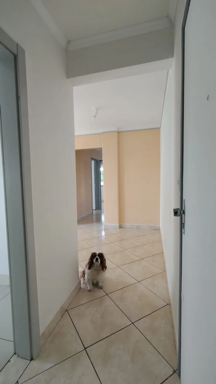 Imagem Apartamento com 3 dormitorios e Box escriturado