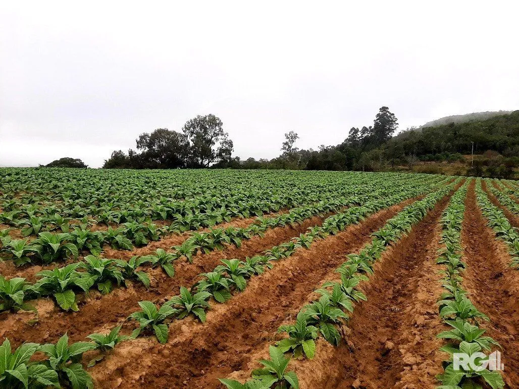Imagem Area de terras cultivaveis