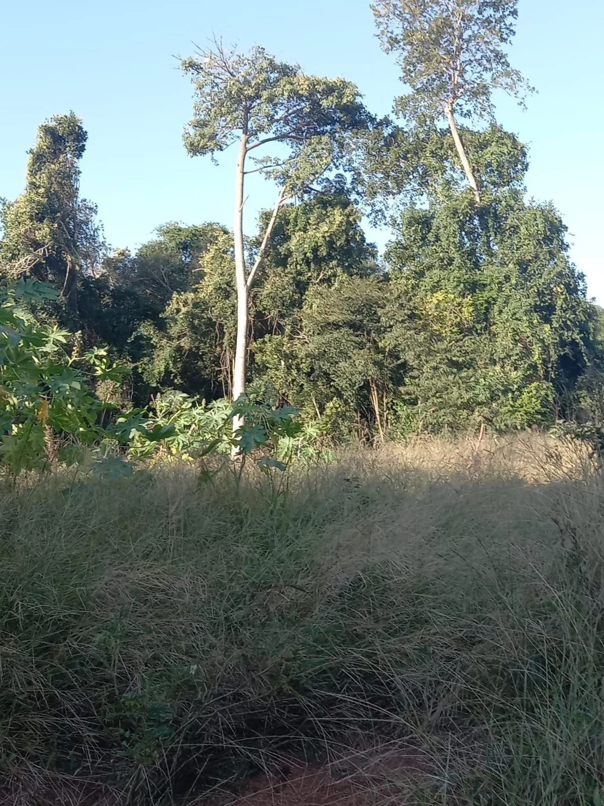 Imagem Terreno, bairro Nonoai