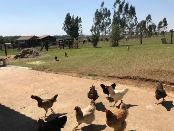 Imagem Sitio formado com 2,7 alqueires próximo ao km 154 Castello Branco