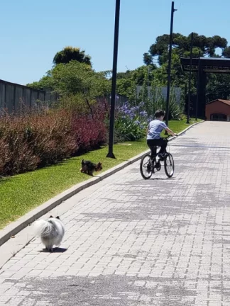 Imagem Lote para venda no bairro Pedancino em Caxias do Sul