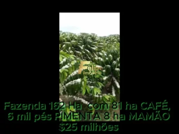 Imagem FAZENDA DE ALTO PADRÃO EM EUNÁPOLIS/BA 162 HECTARES DOCUMENTADOS 81 há de CAFÉ.