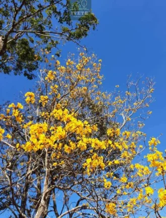 Imagem OPORTUNIDADE LINDA CHÁCARA A VENDA NA CIDADE DE SOCORROSP LOCALIZADA NO BAIRRO DO ORATÓRIO DE CIMA