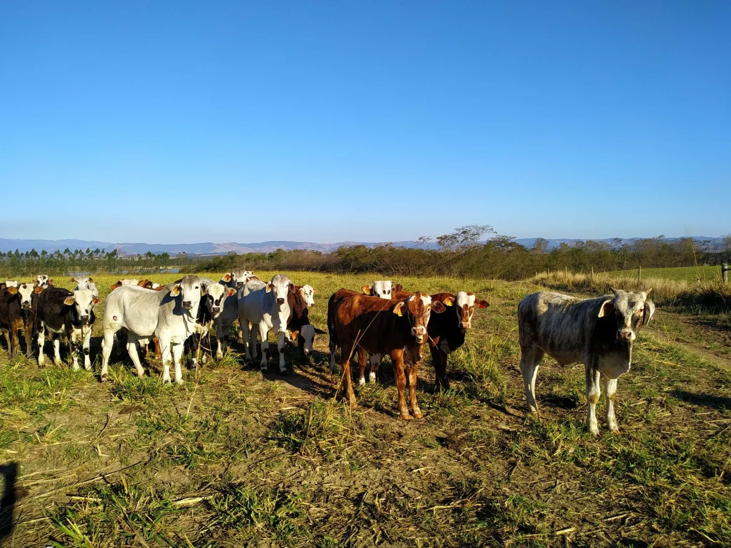 Foto do imóvel Chácara à venda 3 Quartos, 1 Suite, 4840000M², Zona Rural, Cachoeira Paulista - SP