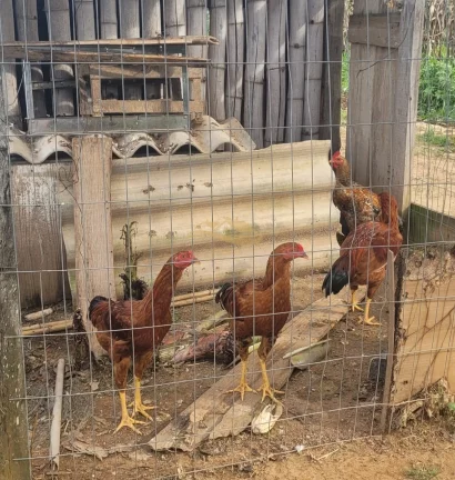 Imagem SITIO RURAL em MONTE MOR - SP, centro