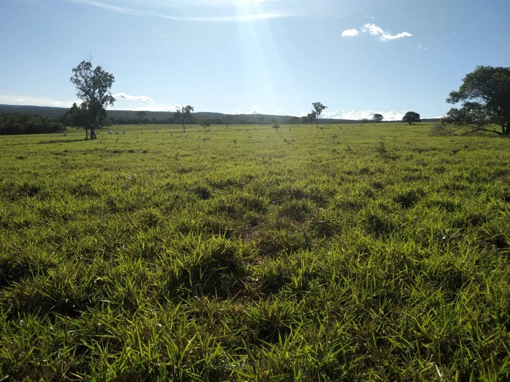 Imagem Fazenda de Rio Negro Mato Grosso do Sul-MS, Farms for sale in Brazil, farms in Brazil, Brazil farms