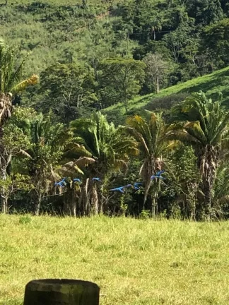 Imagem Fazenda à venda em Cocalzinho de Goiás/GO