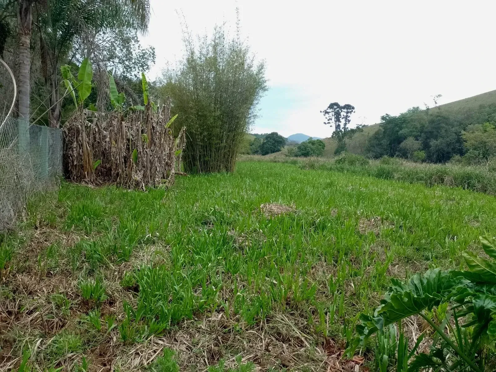 Imagem Chácara com 2 Quartos à Venda, 80 m² em Caldas - Caldas