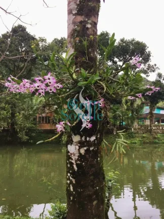 Imagem Terreno à Venda em Condomínio no Horto Florestal - Ubatuba/SP
