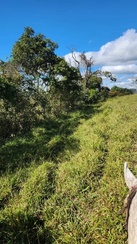 Imagem Vende-se excelente terreno em Bonfim/MG com Área total de 23 hectares, toda formada