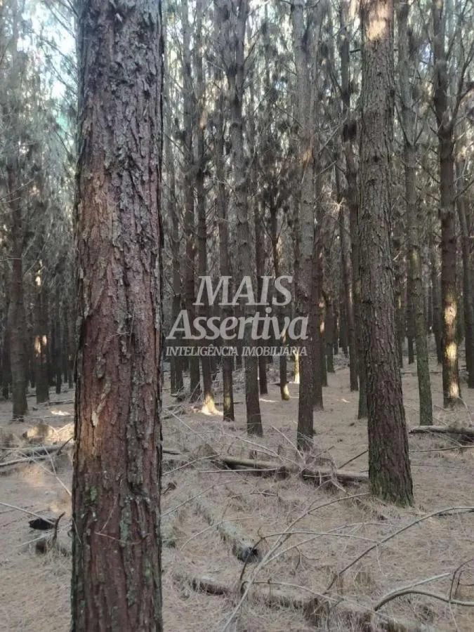 Imagem Sítio para Venda em São Francisco De Paula / RS