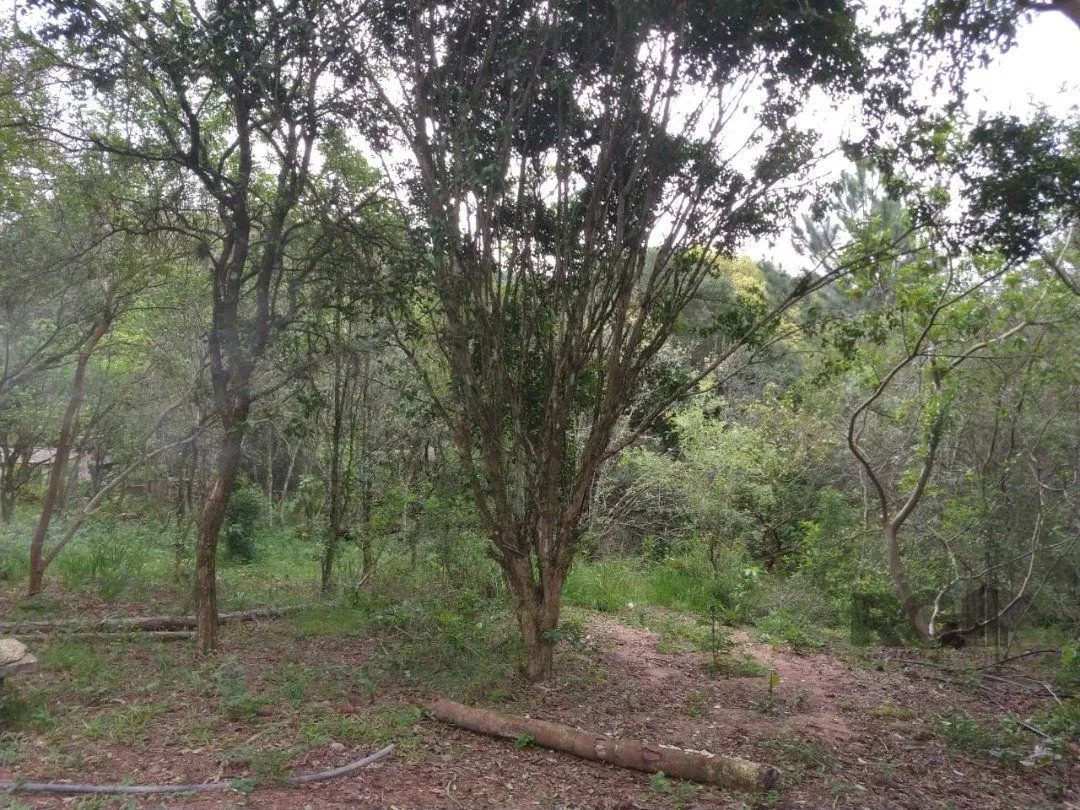 Imagem Área 4,69ha | Bairro Belém Velho