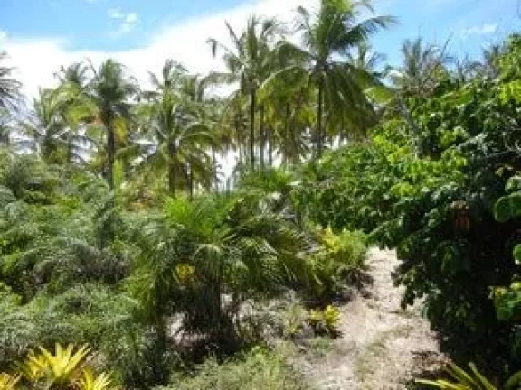 Imagem ÁREA FRENTE MAR - ALGODÕES