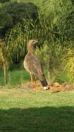 Imagem CHACARA RURAL em CALDAS - MG, Zona Rural