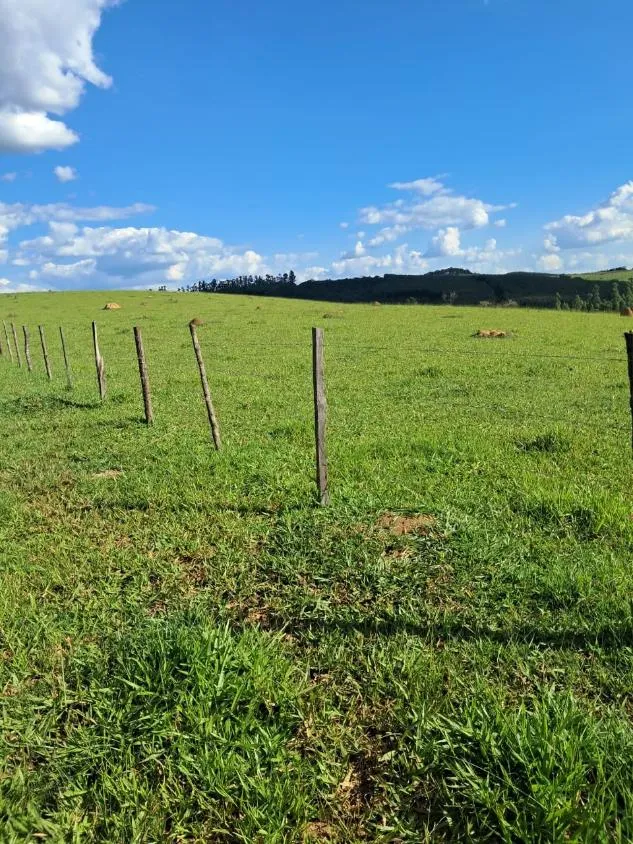 Imagem Terreno à Venda entre Oliveira e Morro do Ferro: 33 Hectares com Topografia Plana