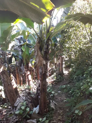 Imagem Casa a VENDA com Chácara de 849m², no Centro de SJBatista, a VENDA, Casa com chácara no centro de São João Batista. Ótima chácara no centro de SJBati