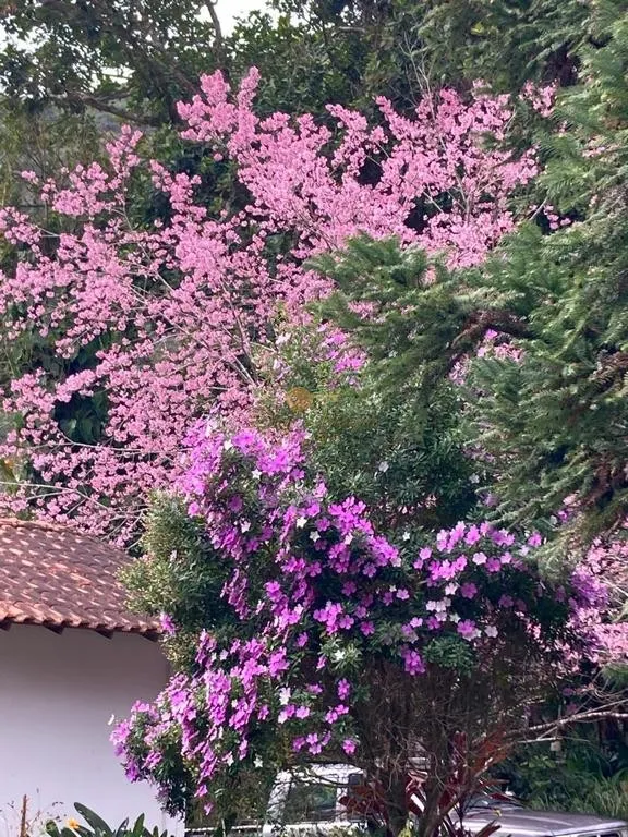 Imagem Sítio para Venda em Teresópolis / RJ no bairro Campanha