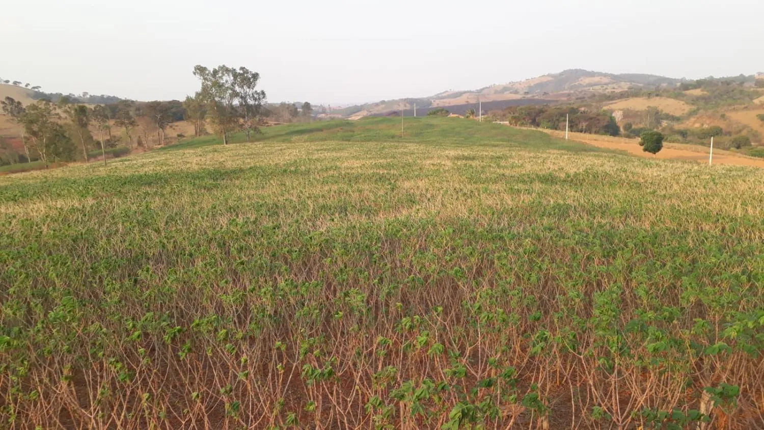 Imagem CHÁCARAS À VENDA EM CRUCILÂNDIA - MG com 10.000 m², toda plana