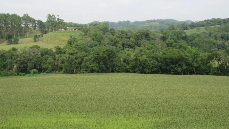 Imagem Área Agrícola para Venda em Peritiba, Lageado Mirim