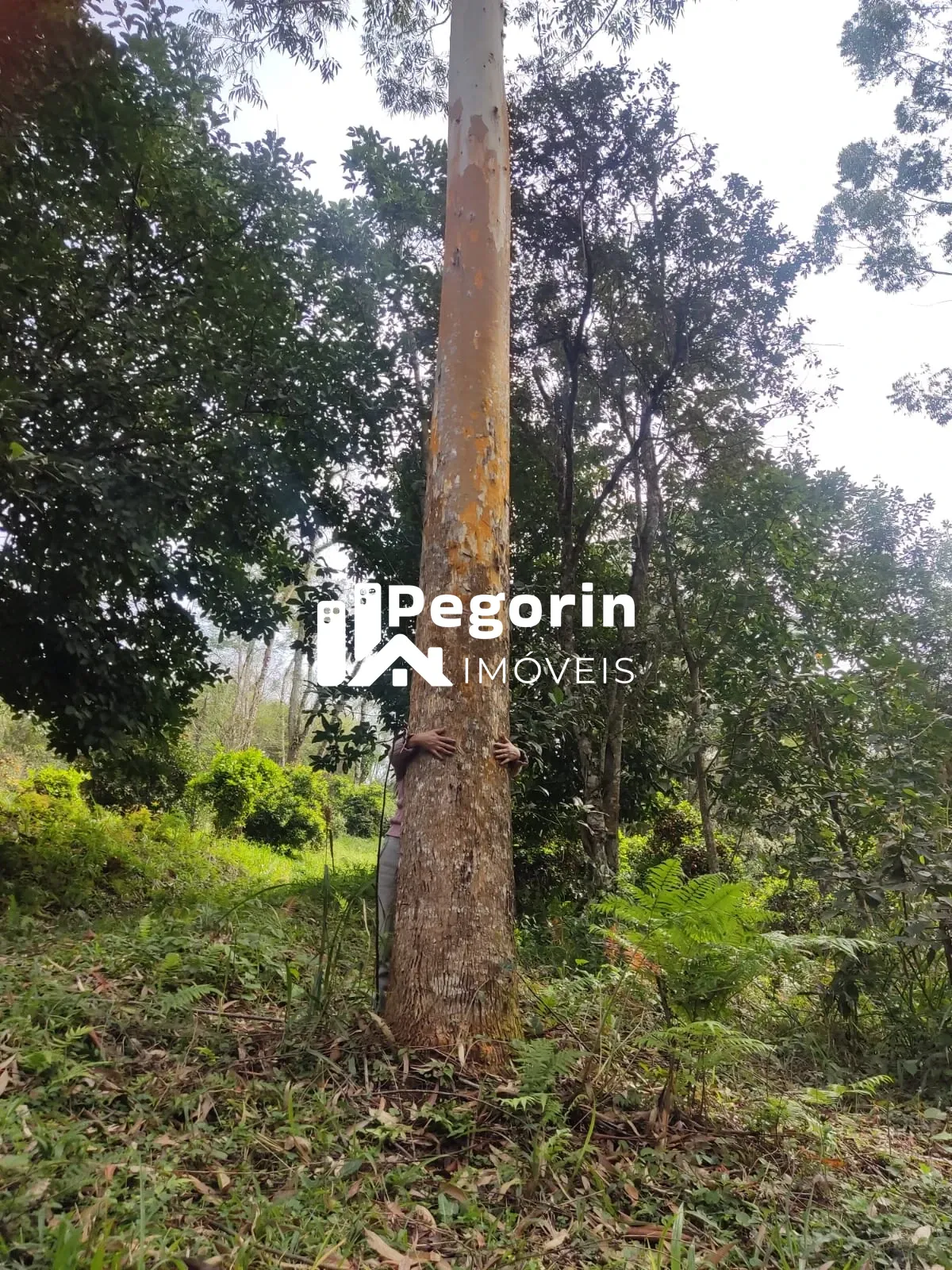 Imagem CHÁCARA EM CAMPO MAGRO 51.000M²