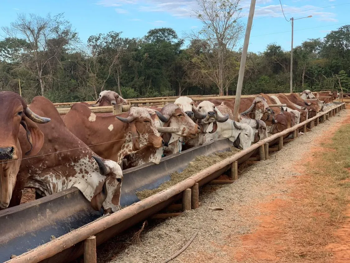 Imagem FAZENDA À VENDA EM FELIXLÂNDIA/MG | 105 HECTARES