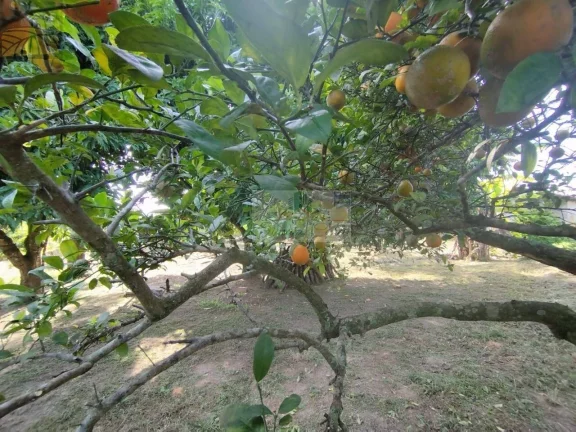 Imagem CHÁCARA SARAPUÍ SÃO PAULO