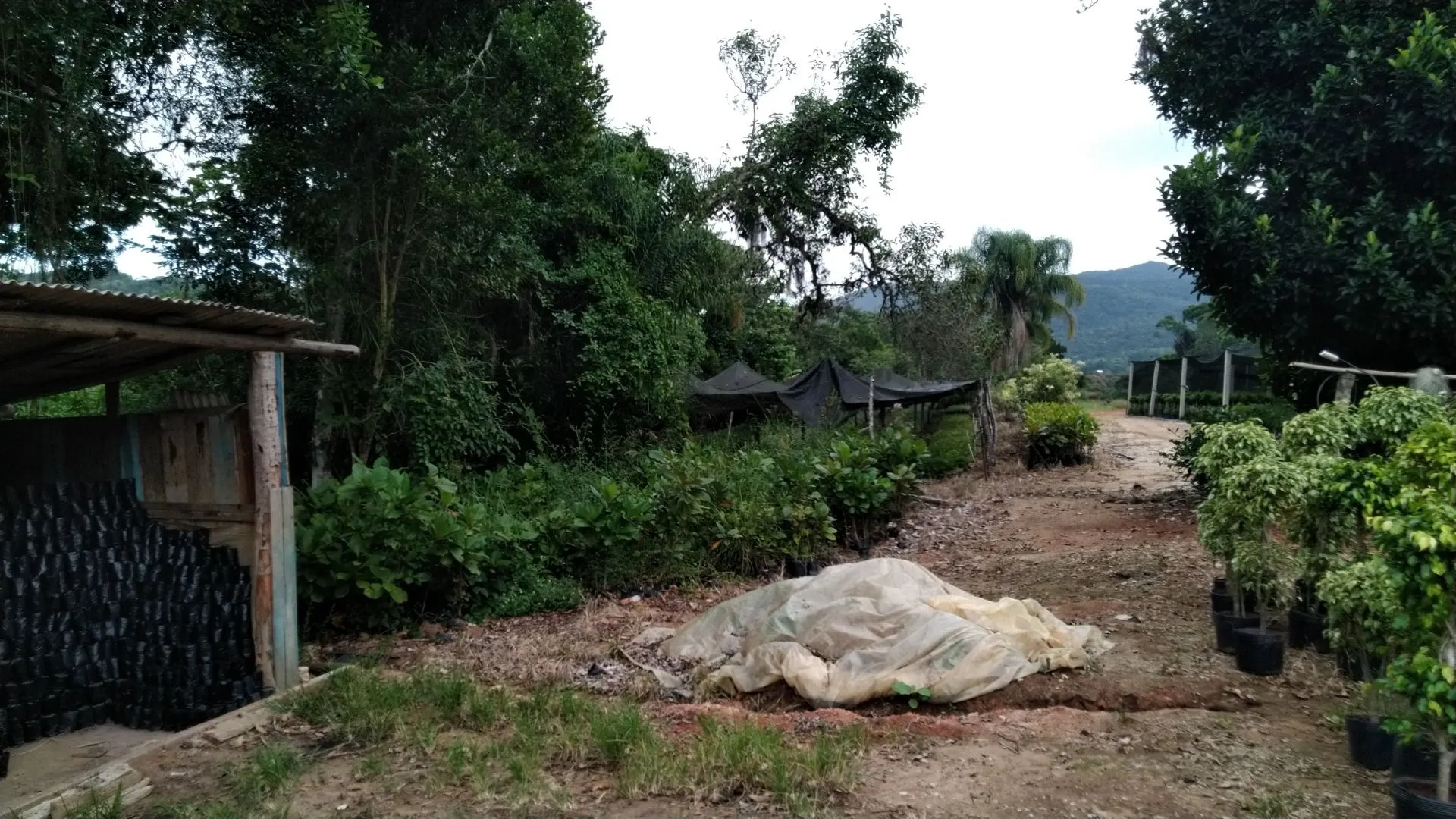 Imagem Sítio à venda com , 26.000m² em Tijuquinhas (Guaporanga) Biguaçu