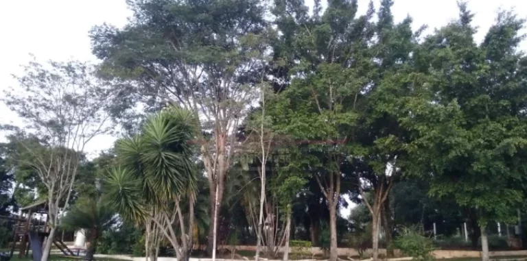 Imagem Chácara formada com muito verde