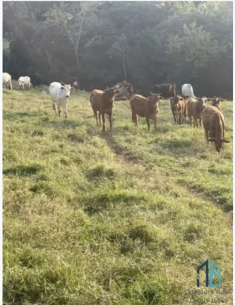 Imagem Sítio lindo a venda em ótima localização linha União da Serra em Guaraniaçu - PR