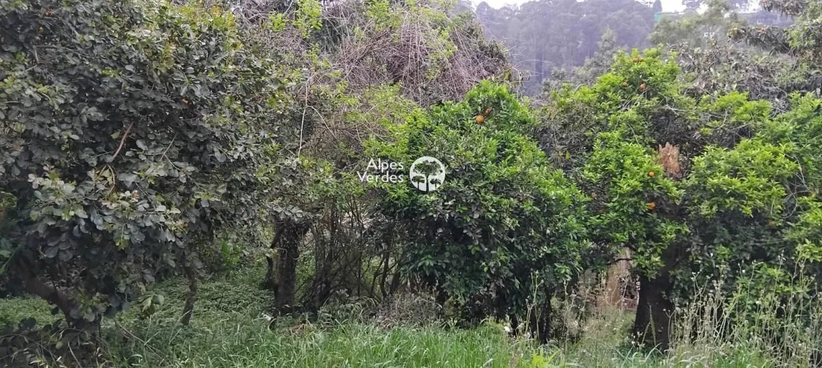 Imagem VENDE-SE TERRENO NA CIDADE DE CANELA, PRÓXIMO AO ALPEN PARK.