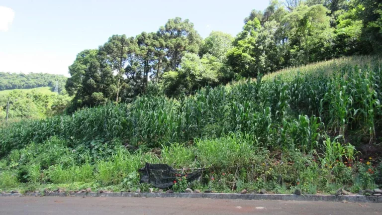 Imagem Terreno para Venda em Concórdia, Primavera