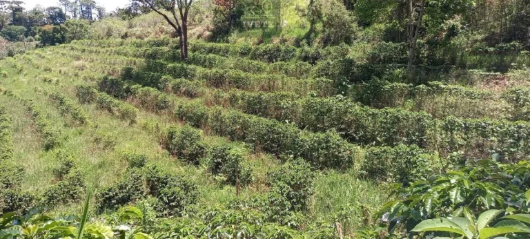 Imagem Terreno no Bairro da Lagoa - Oportunidade Única!