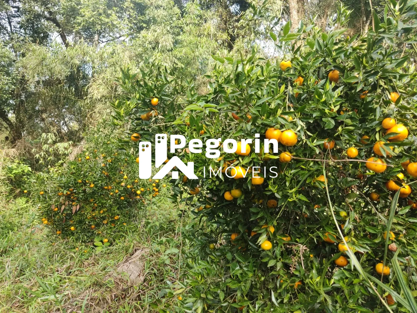 Imagem CHÁCARA EM CAMPO MAGRO 51.000M²