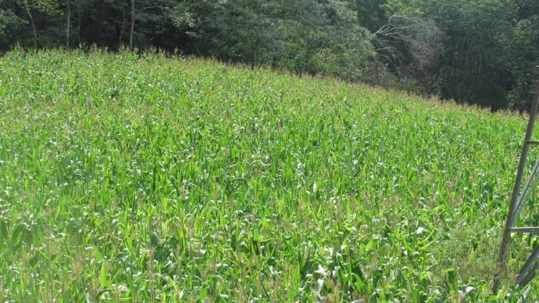 Imagem Área Agrícola para Venda em Concórdia, Rural