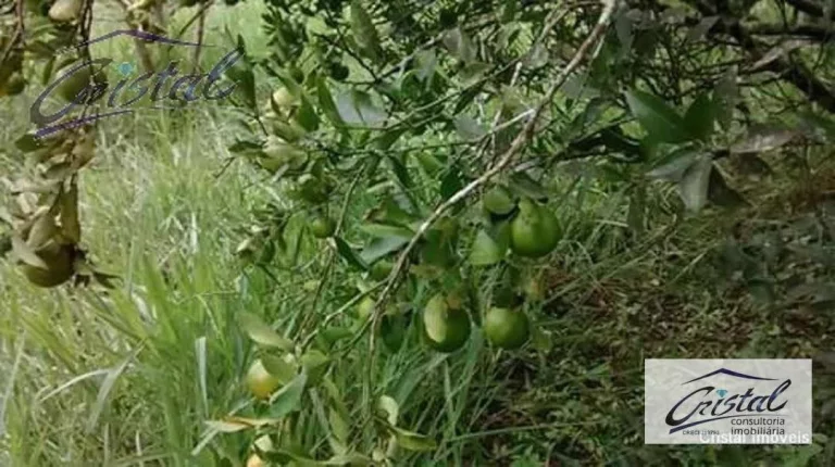 Imagem Chácara Rural à venda, Santana, Cotia - .