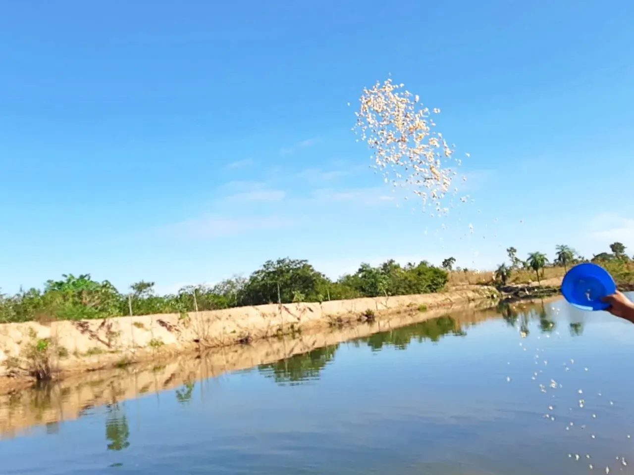 Imagem Fazenda à Venda, 600 HA em Floresta do Araguaia - Floresta do Araguaia